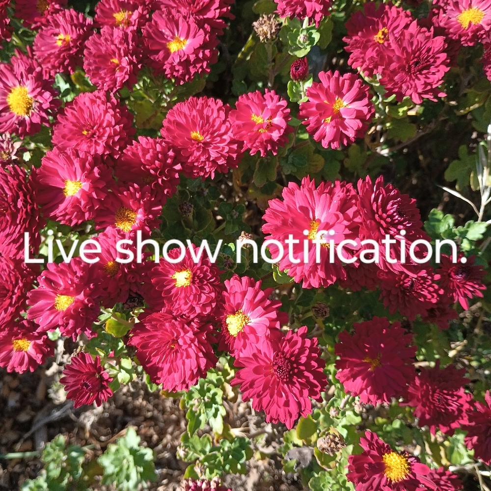 Live show notification.